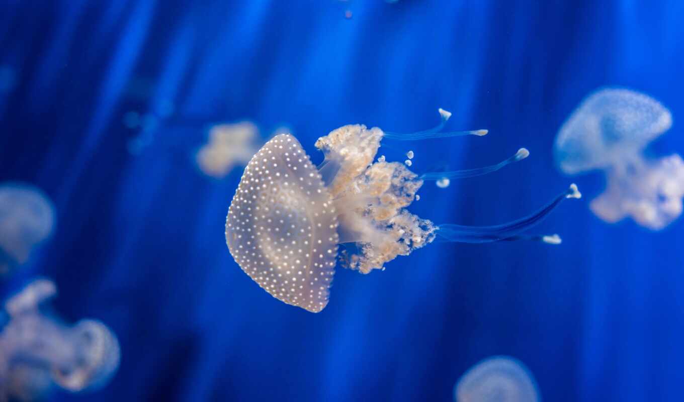 создать, jellyfish, medusa, own, отличным, ценам, людям, рисунки, помогаем, неповторимый
