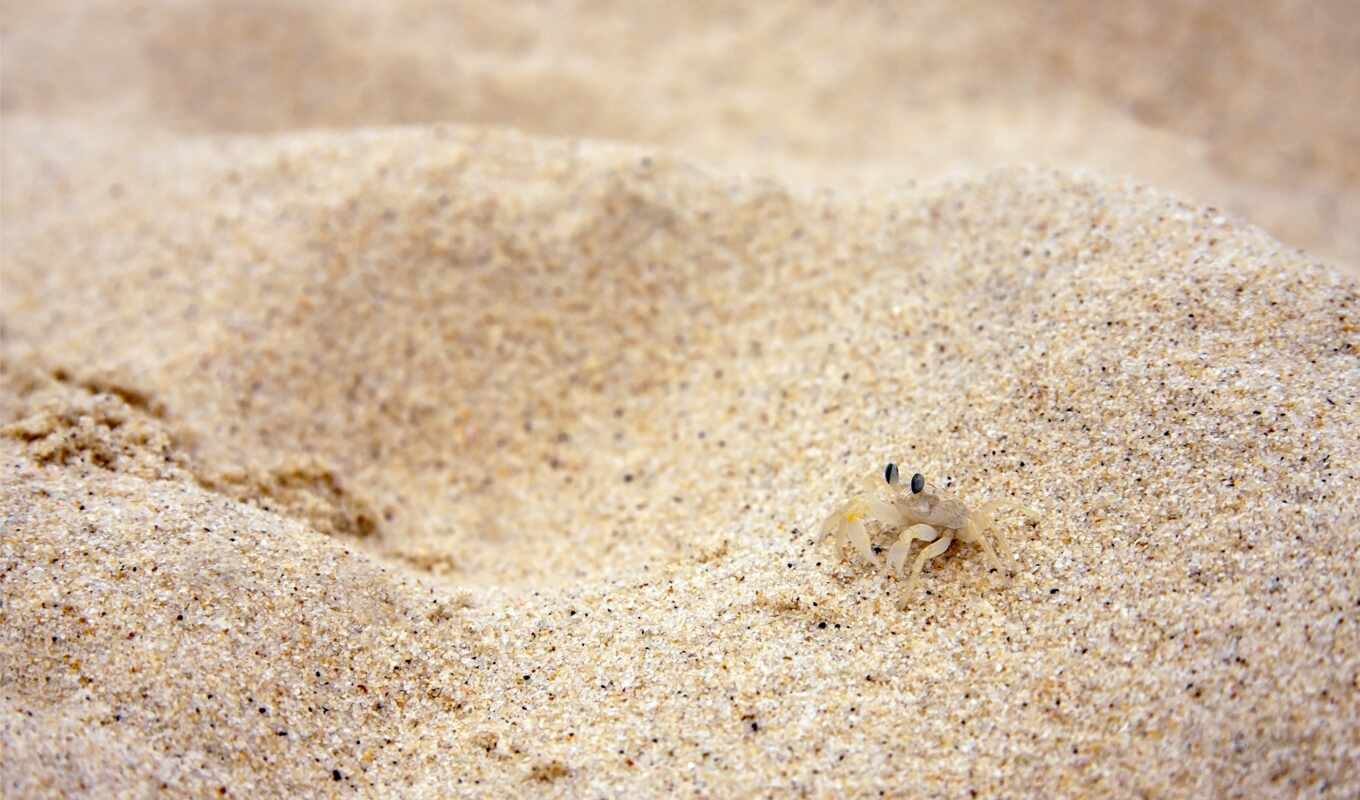 песок, crab