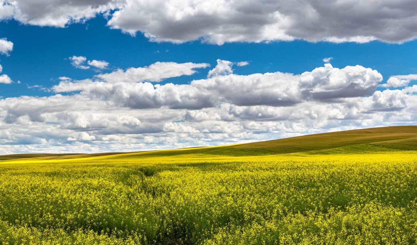 field, yellow, bloom