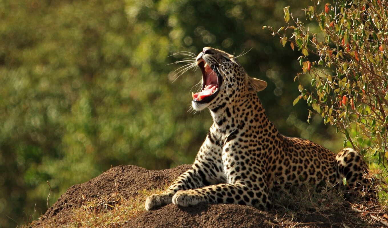 leopard, ♪, highlights