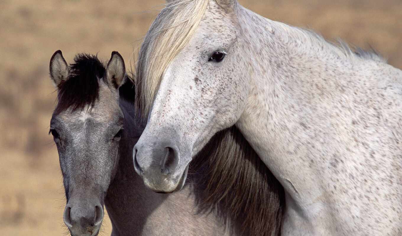view, white, horse, gray, horses