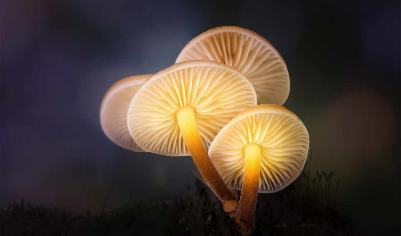 фото, свет, макро, ночь, photography, mushroom, дешевые, goodfon