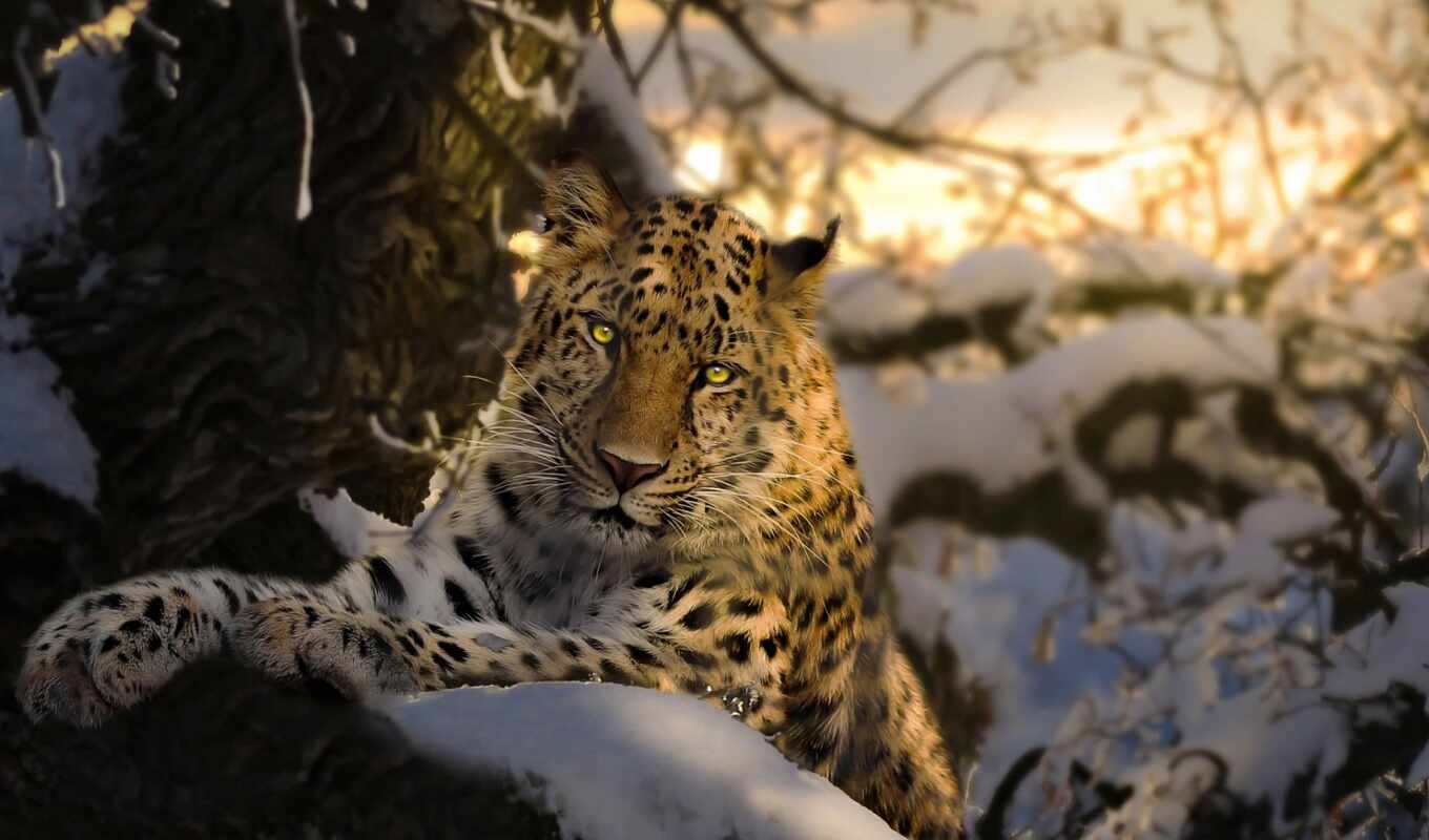 леопард, ирбис, priroda, bars, zima, дерево, снег, животное, хищник, ветка