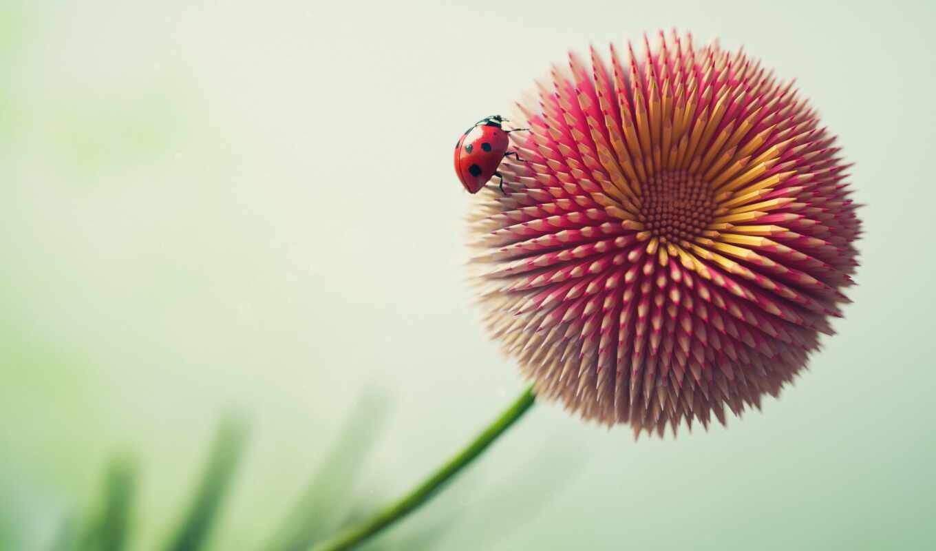 цветы, ladybug, pencil