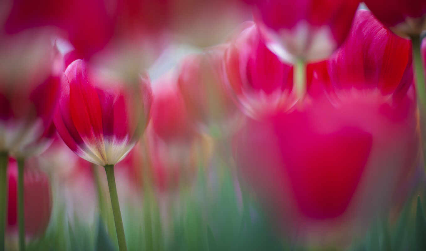flowers, bright, tulip, lovely, billie, eilish