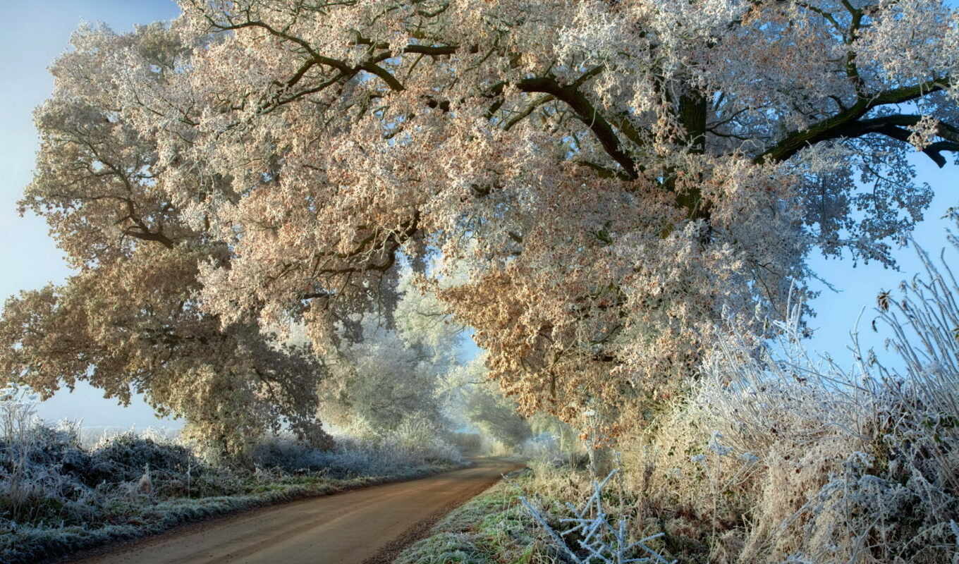 picture, tree, frost, cover