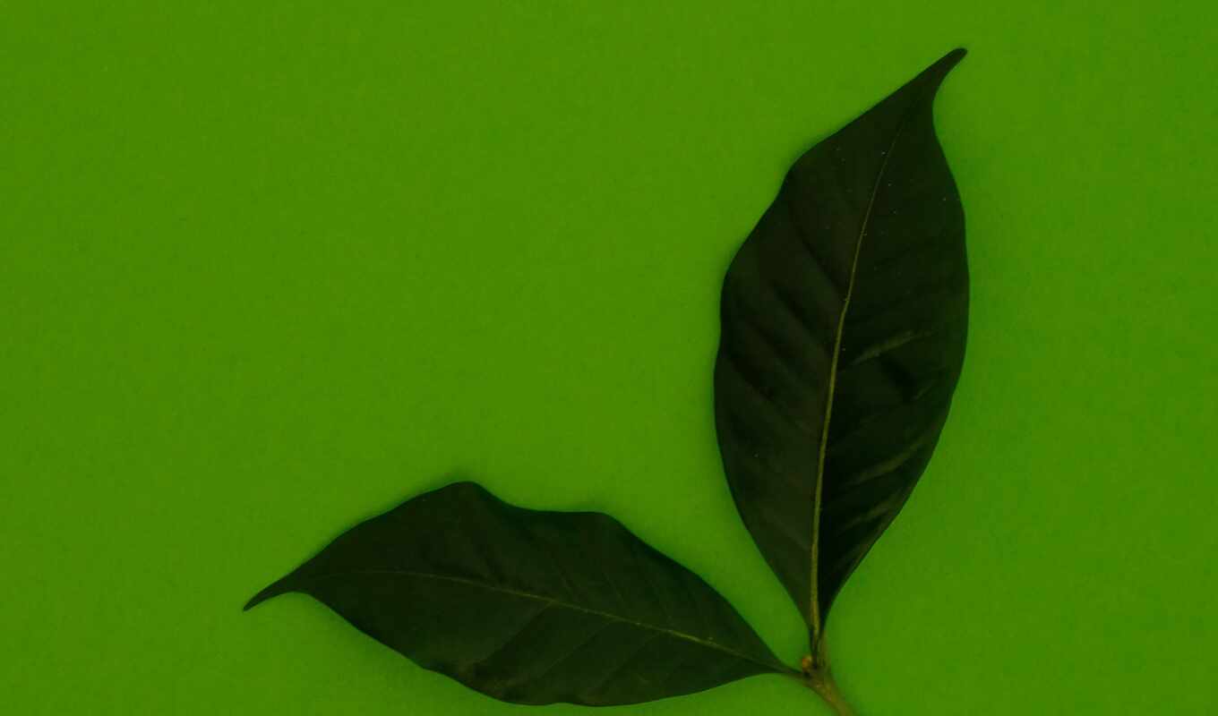 зелёный, verde, leaf, grátis