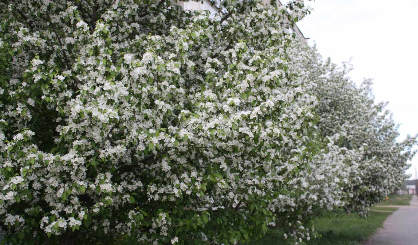 flowers, white, tree, yablonya