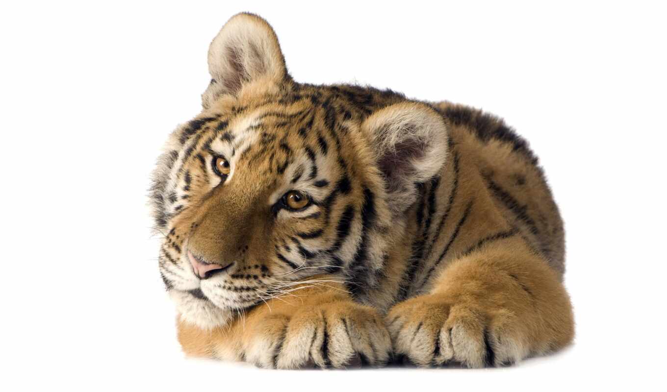 photo, tiger, animal, the cub, royalty