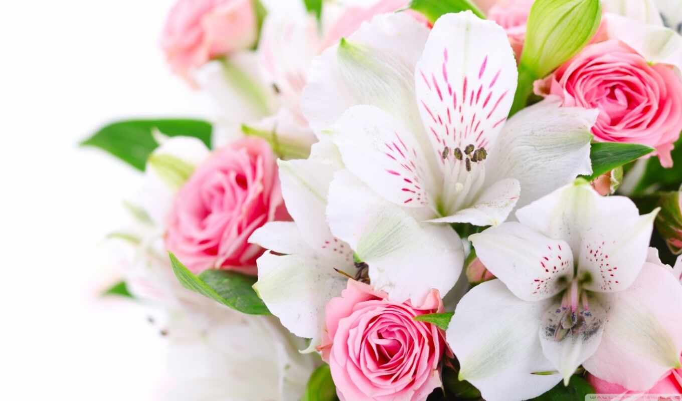 цветы, роза, white, розовый, орхидея, букет
