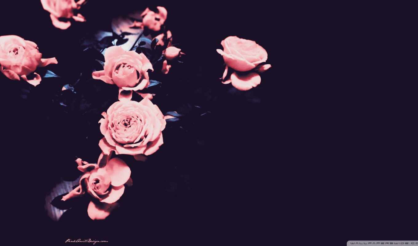 black, цветы, роза, parede, papel, компьютер, розовый, performance, взлёт, rosa, соломоновы