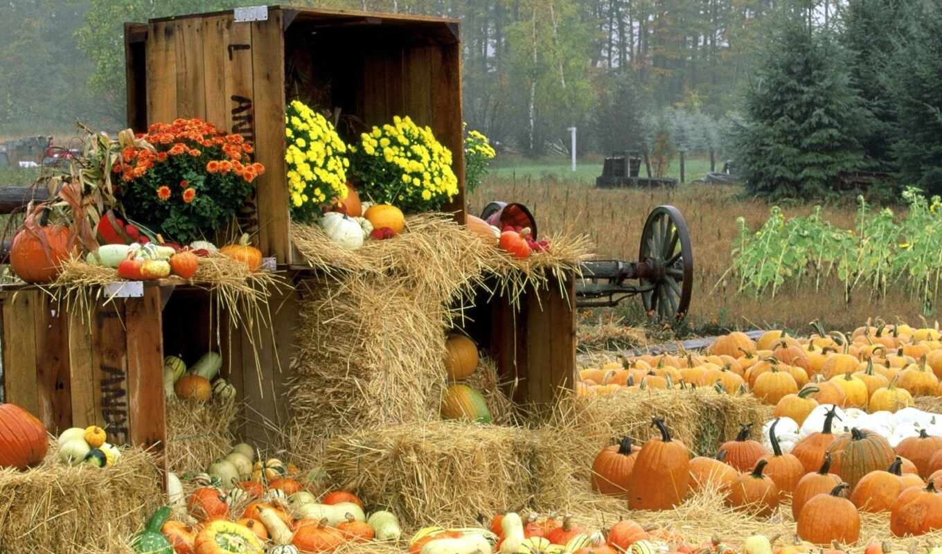 flowers, autumn, kid, pumpkin, hay, harvest