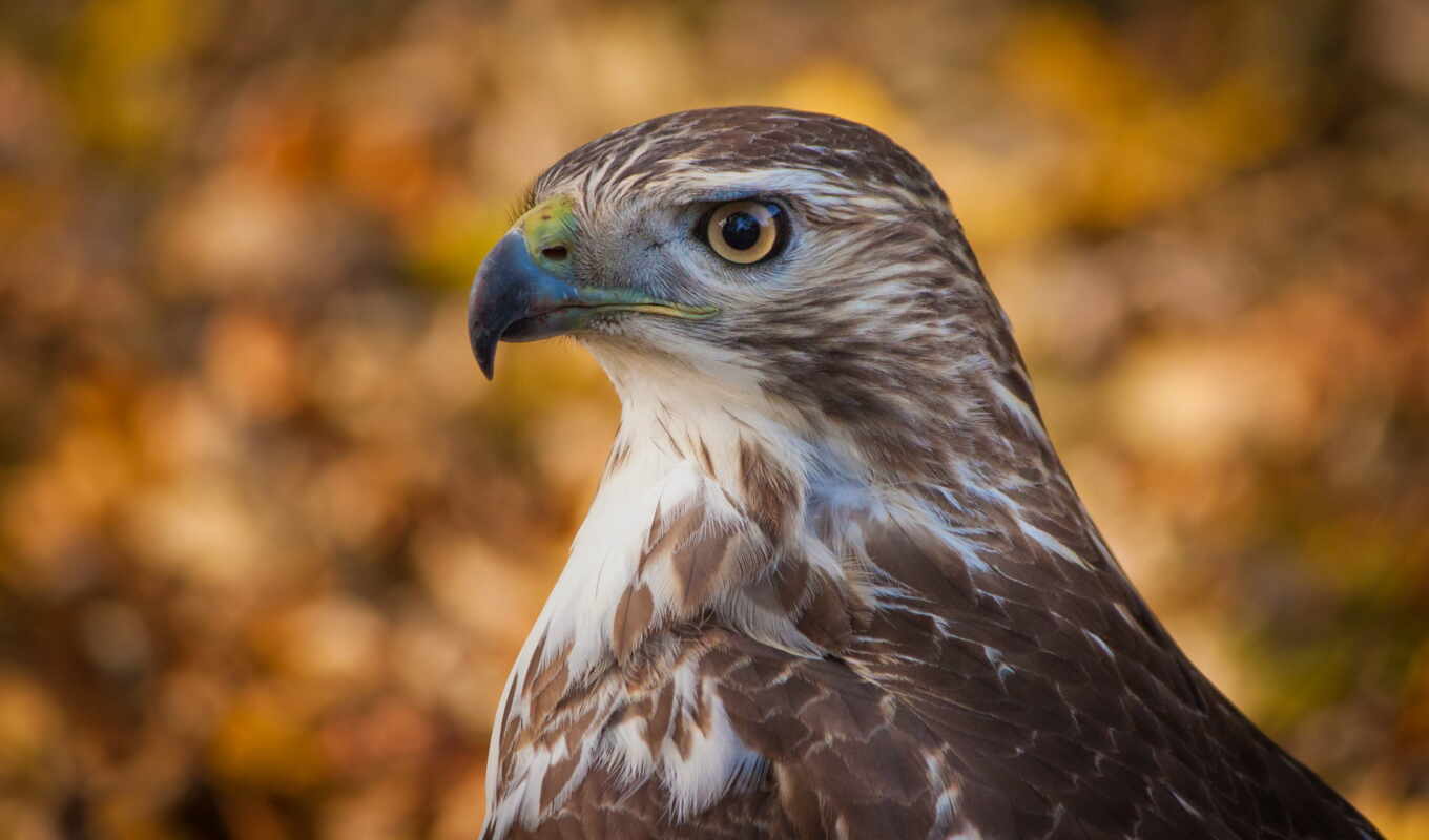 птица, animal, растение, hawk