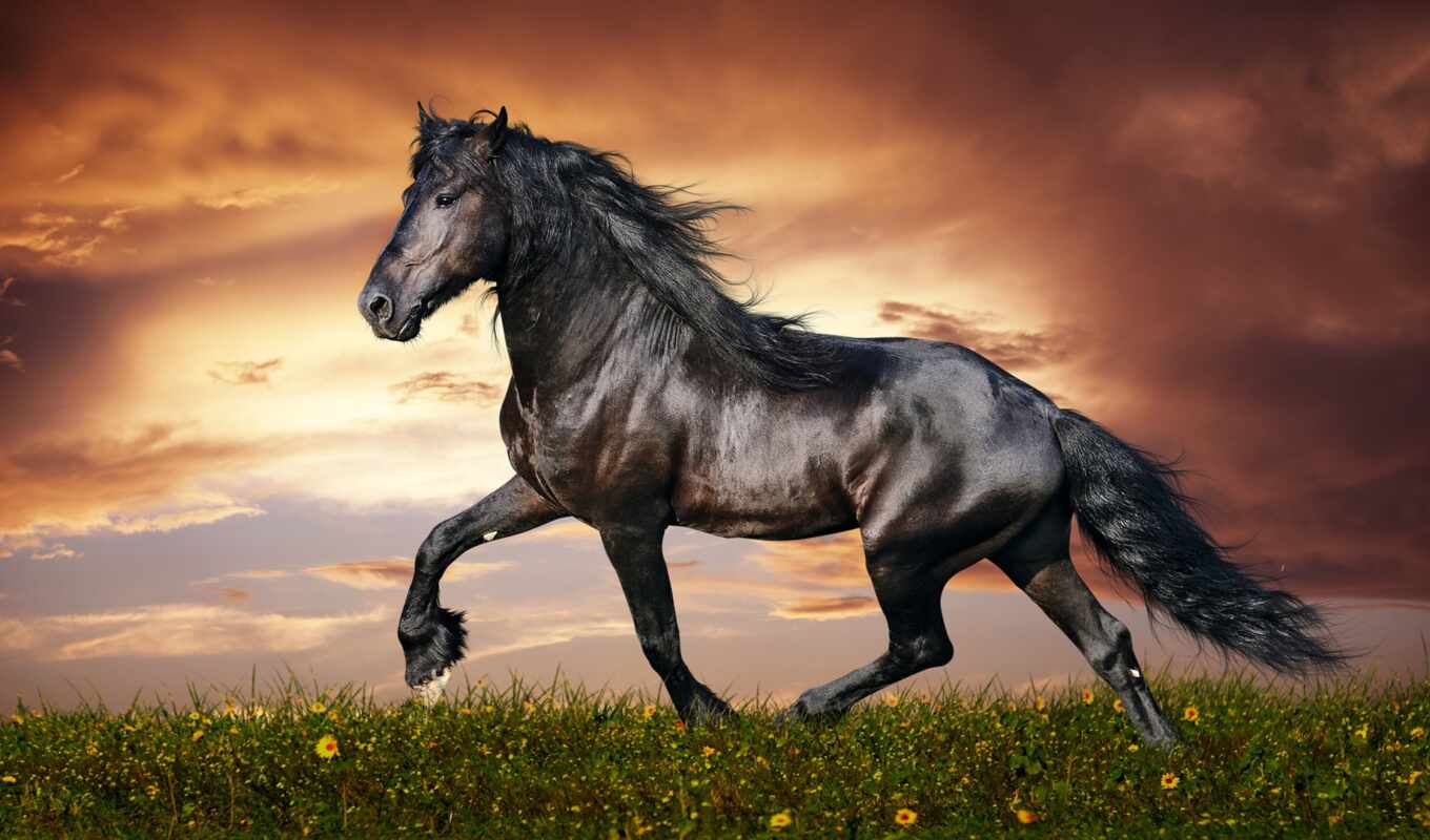 лошадь, красивые, порода, лошади, фриз, zhivotnye, фризская