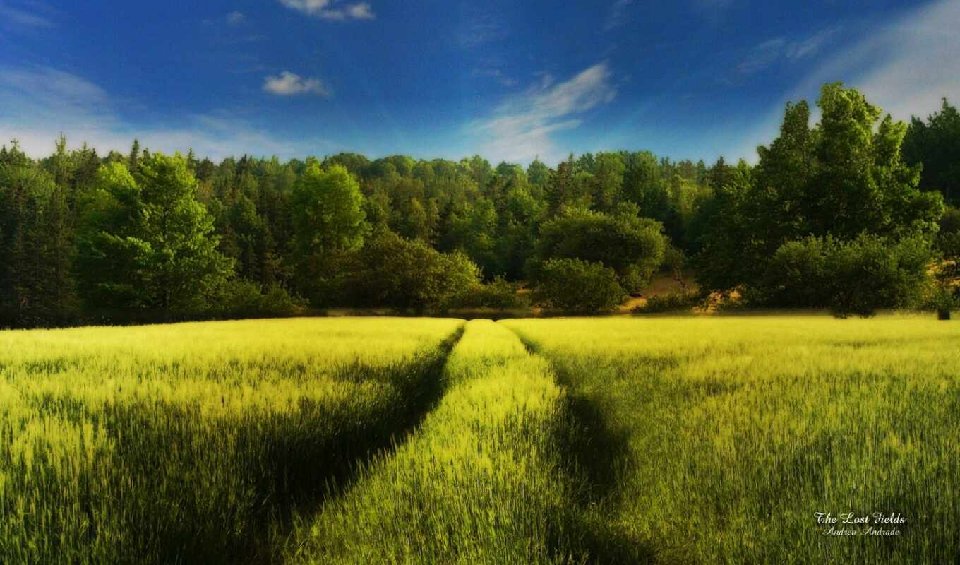 nature, landscapes-, compilation, beautiful, field, wonderful, cvety, backgrounds, magspace