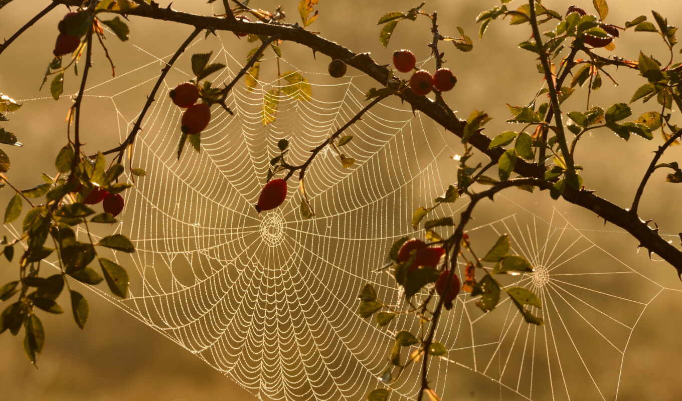 nature, picture, web, rosehip