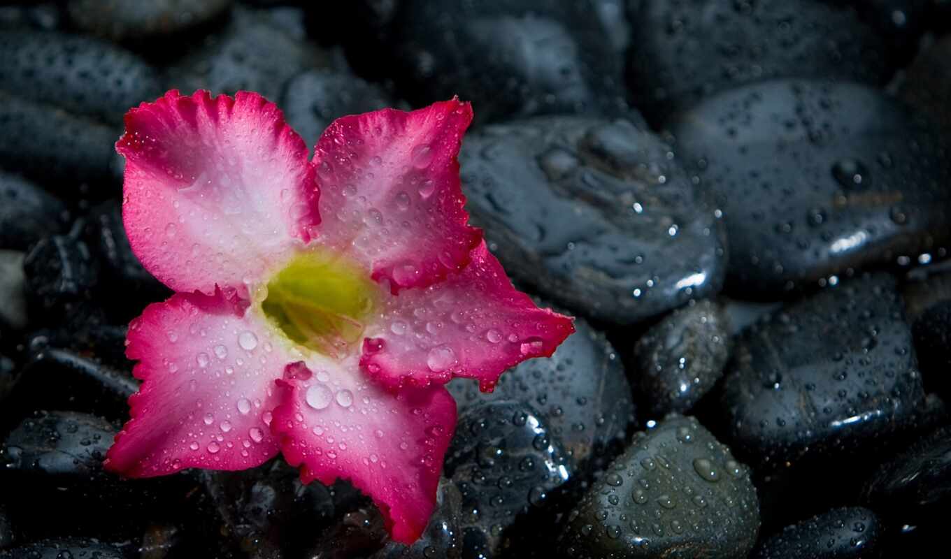 nature, black, flowers, drop, stone, cvety, like, see, llover