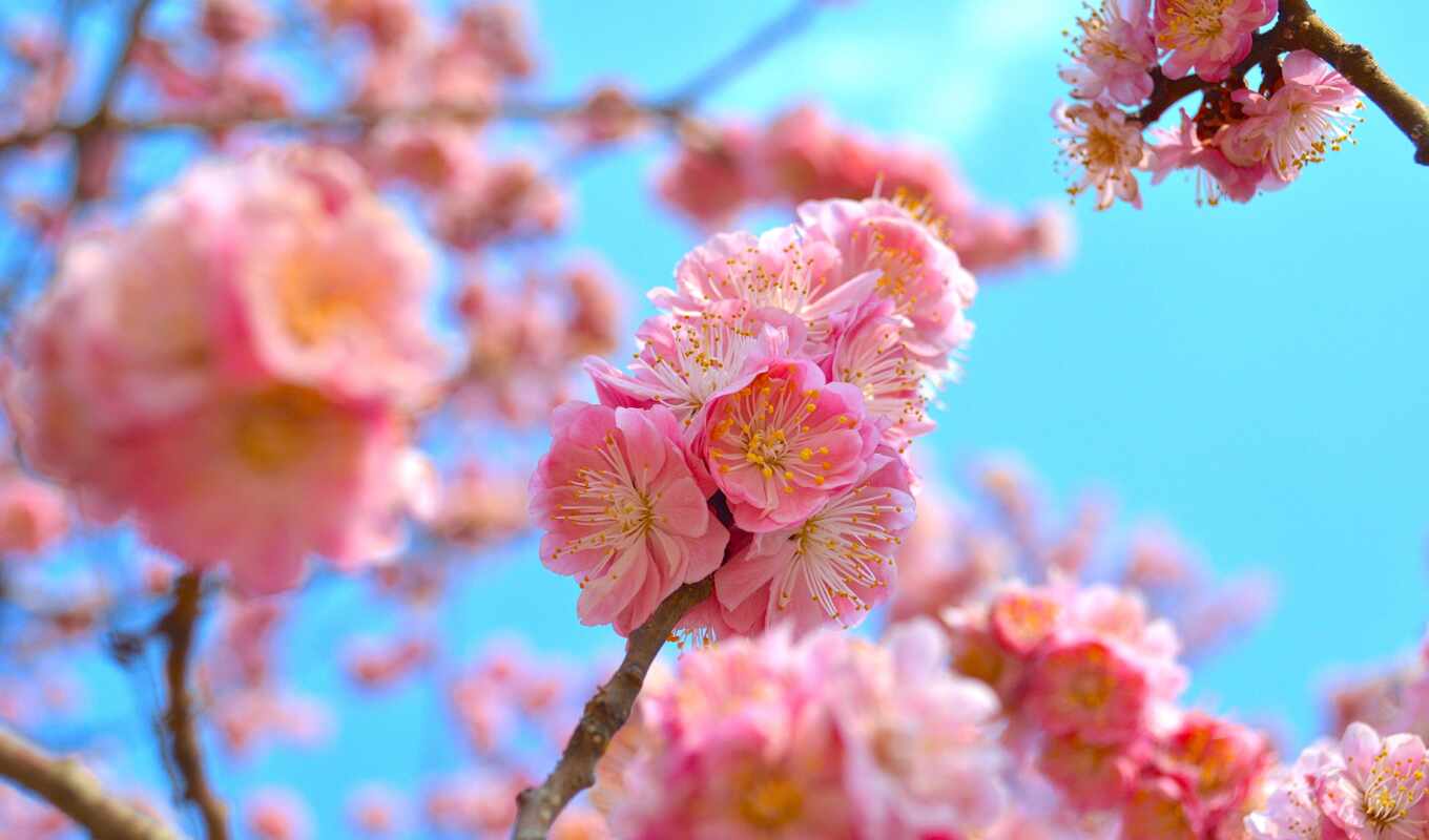 flowers, russian, pink, branch, spring, blossom, complain, bud, girly