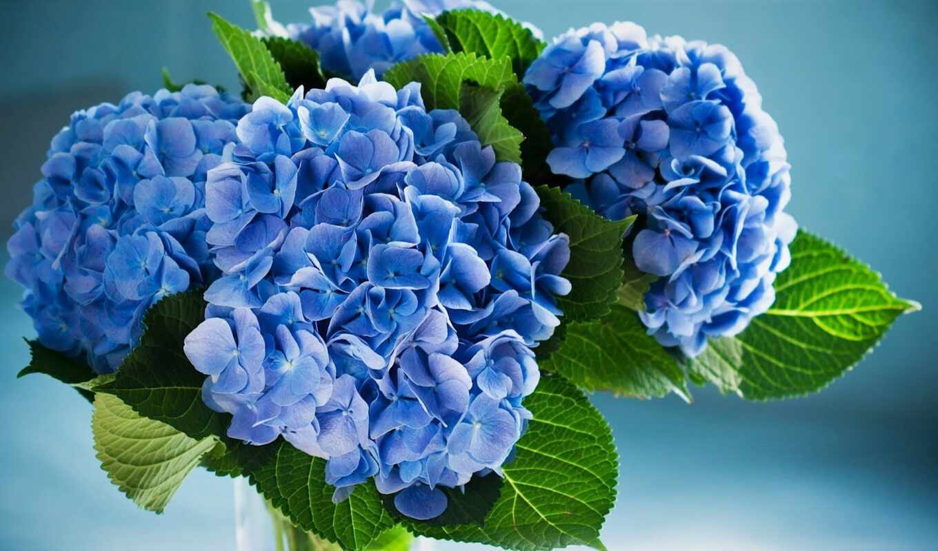 photo, flowers, blue, hydrangea, royalty
