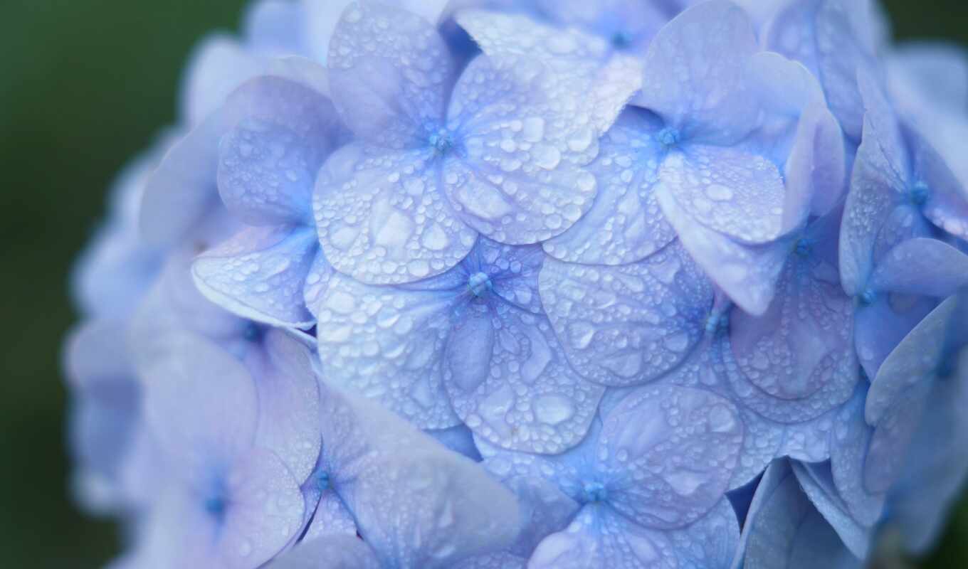 nature, flowers, drop, blue, purple, water, plant, dew, hydrangea, petaled
