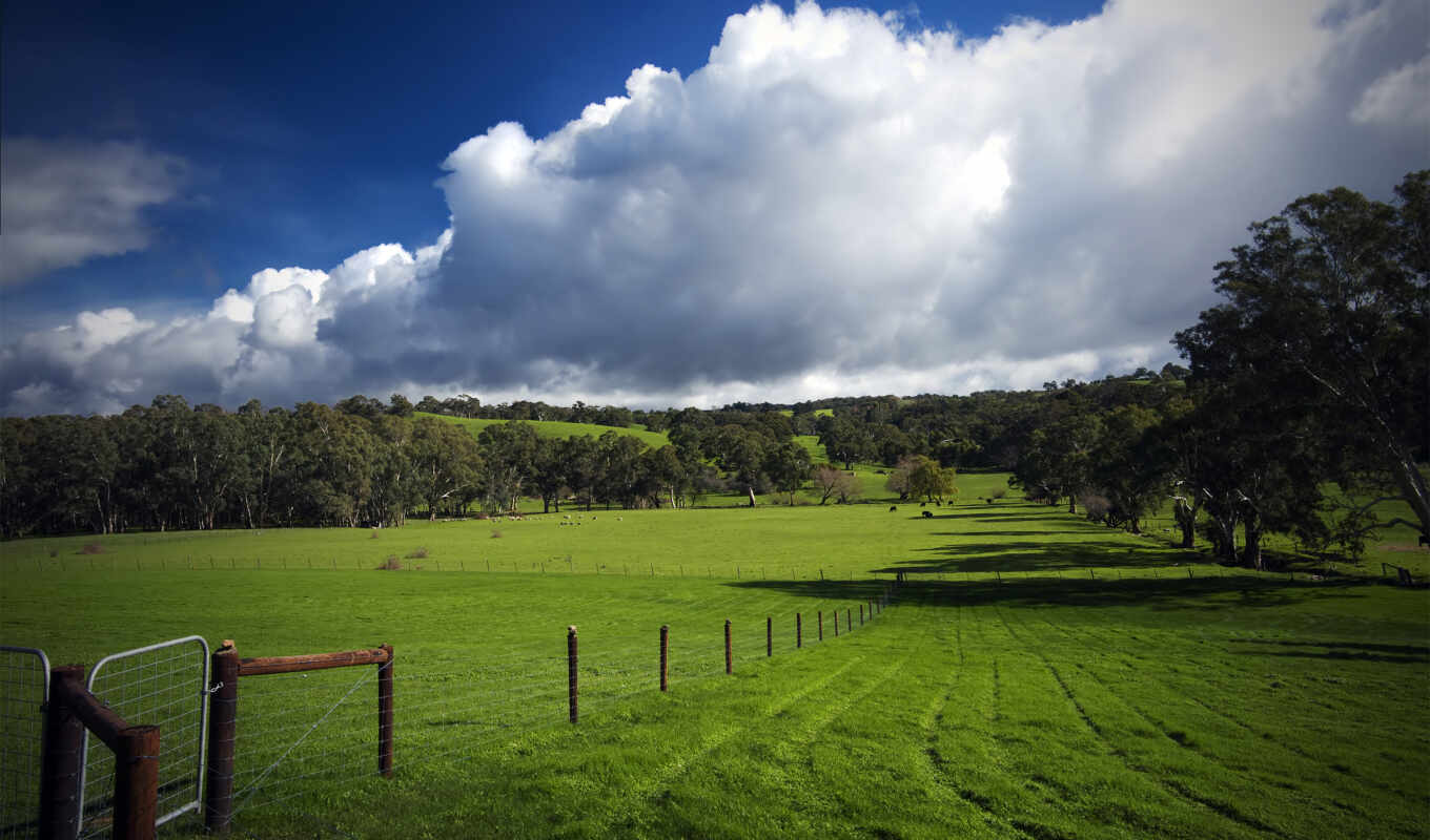 grass, ago, field, years, almost