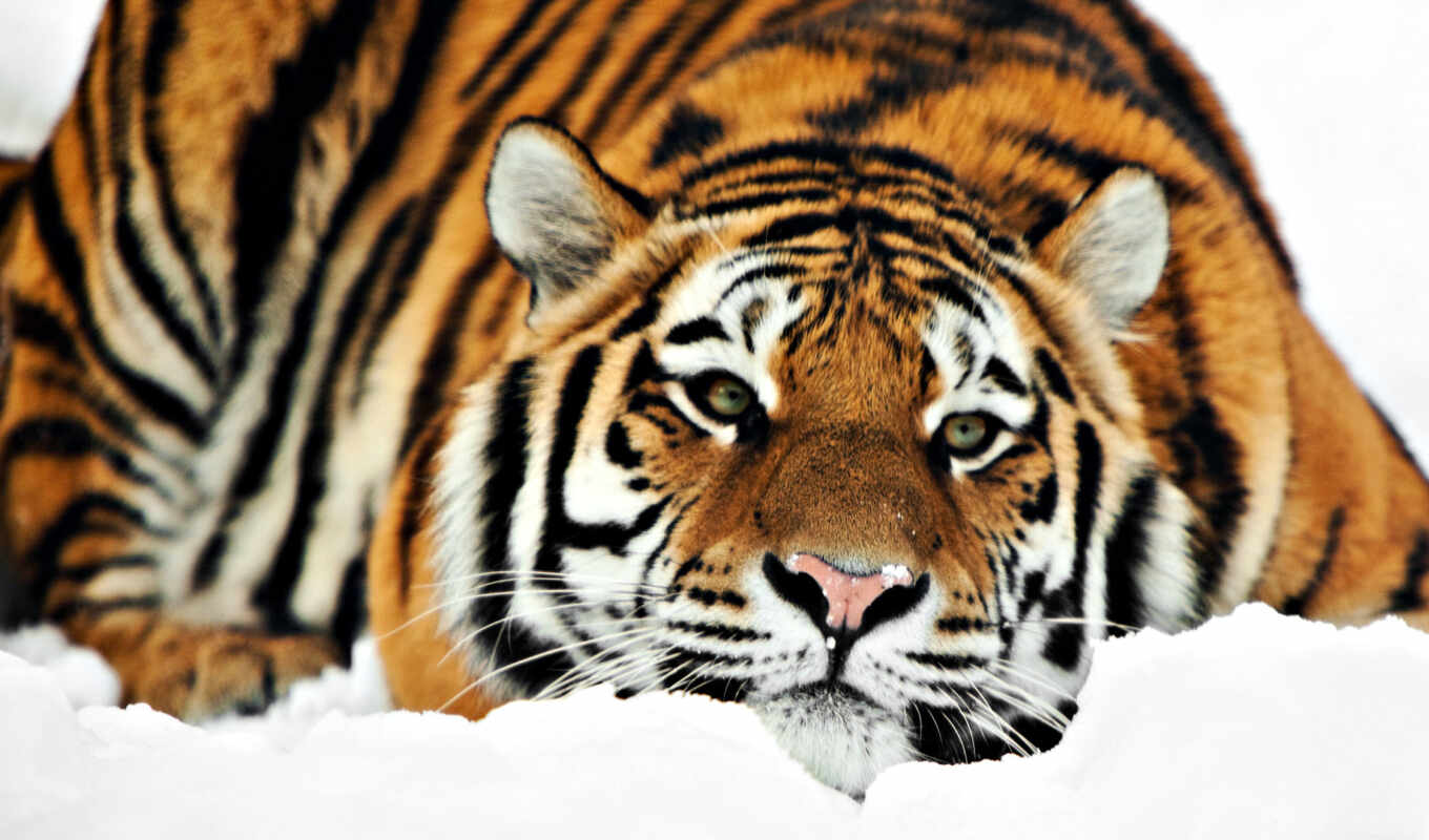 snow, winter, tiger, different