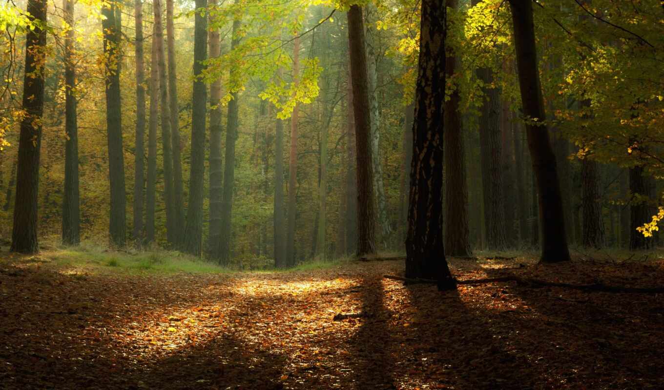 природа, лес, осень, листва
