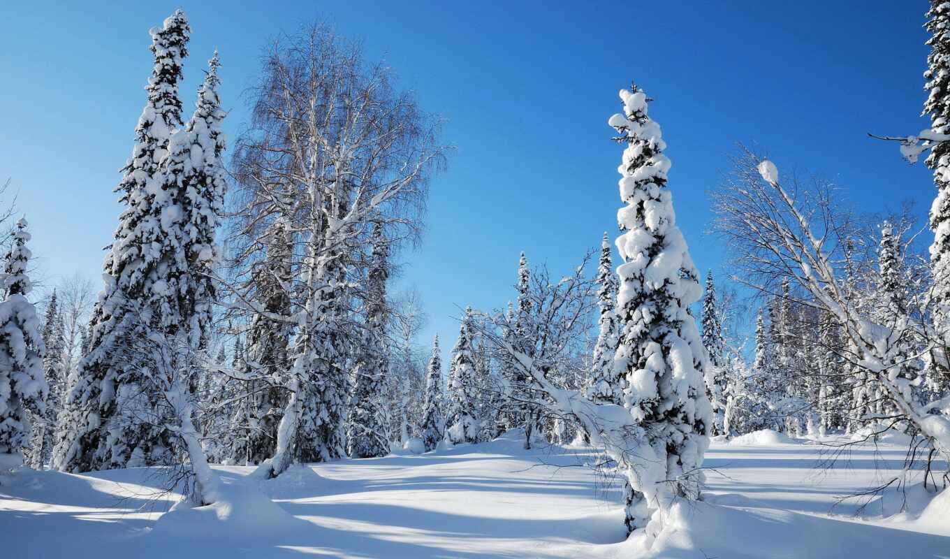 природа, дерево, иней, снег, winter, trees