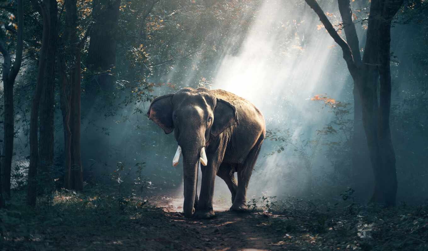 слон, tropical, rainforest