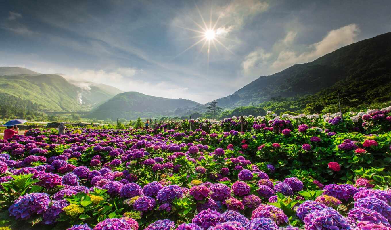flore, hortensia, природа, pantalla, landscape, гора, cvety, descargar, сол, lila, manaus