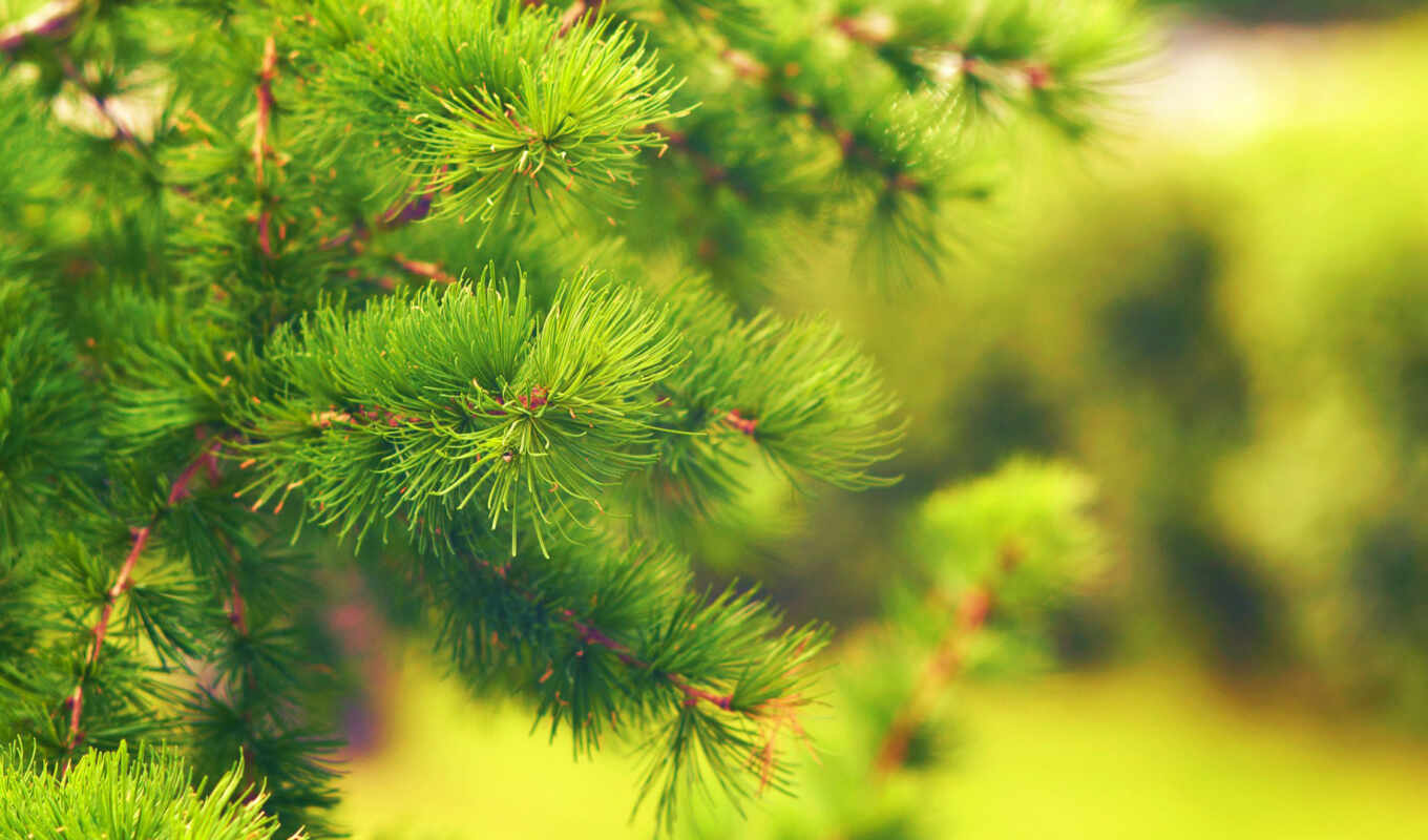 природа, дерево, зелёный, pine, leaf, permission