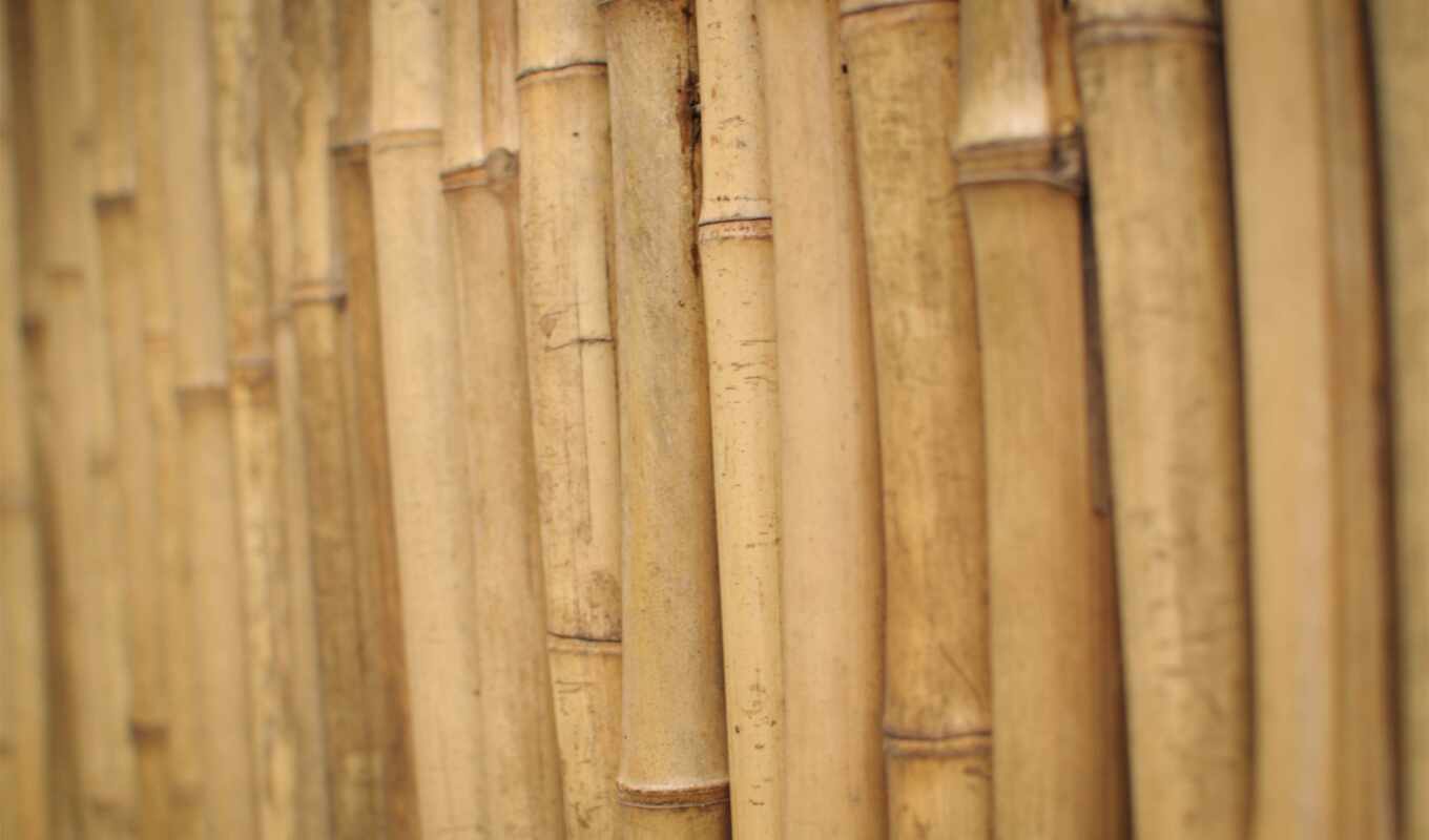 texture, dog, bamboo