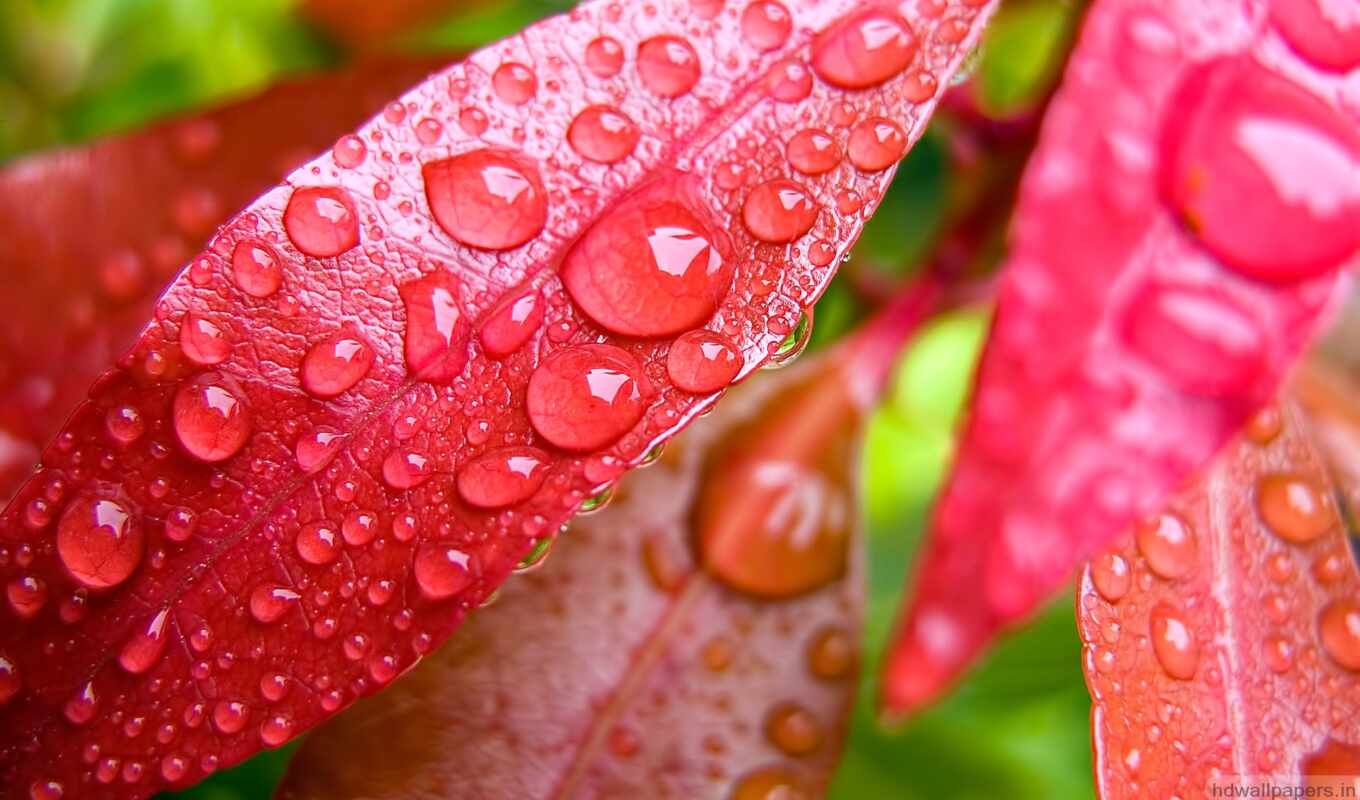 nature, drops, water, foliage, dew, red, waters, leaves, image bases