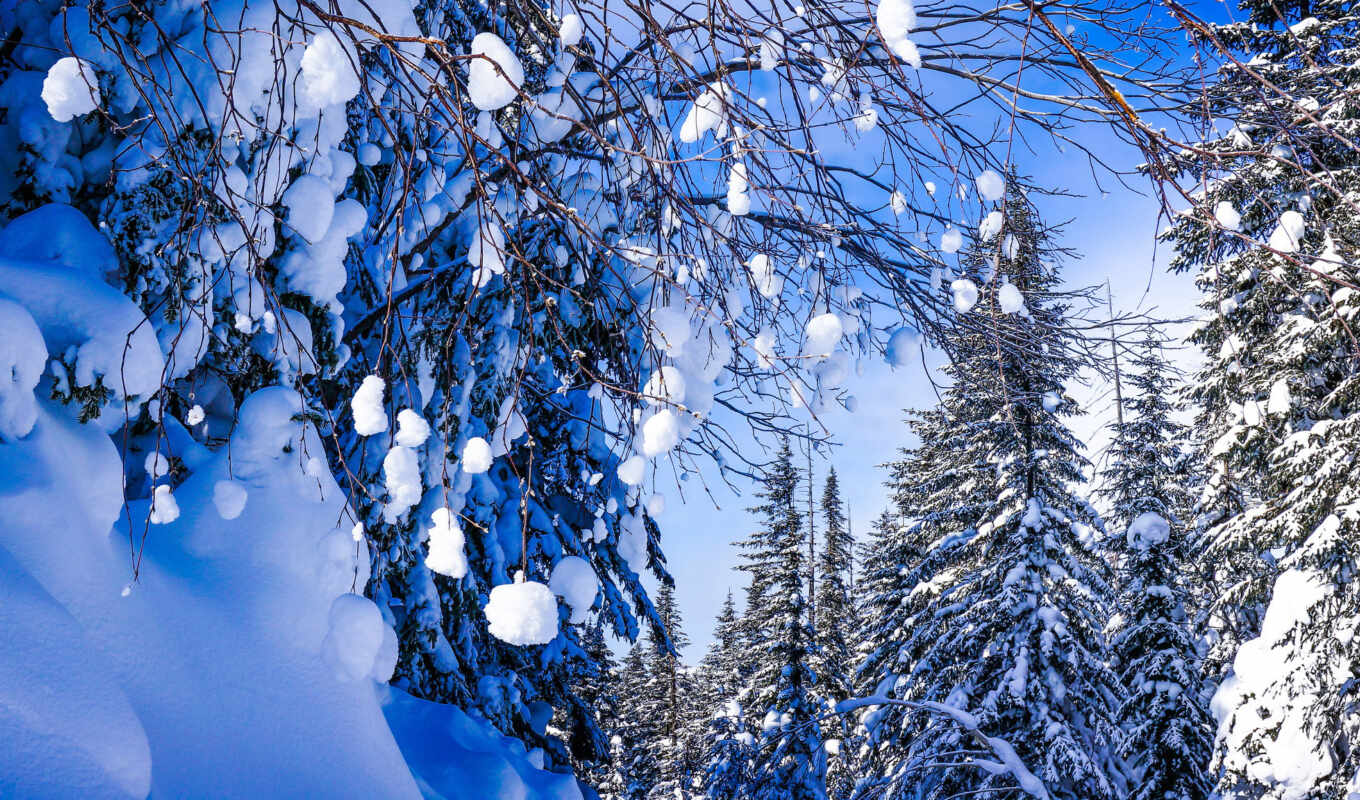 природа, картинка, edge, russian, new, снег, winter, год, trees, праздники, хабаровск