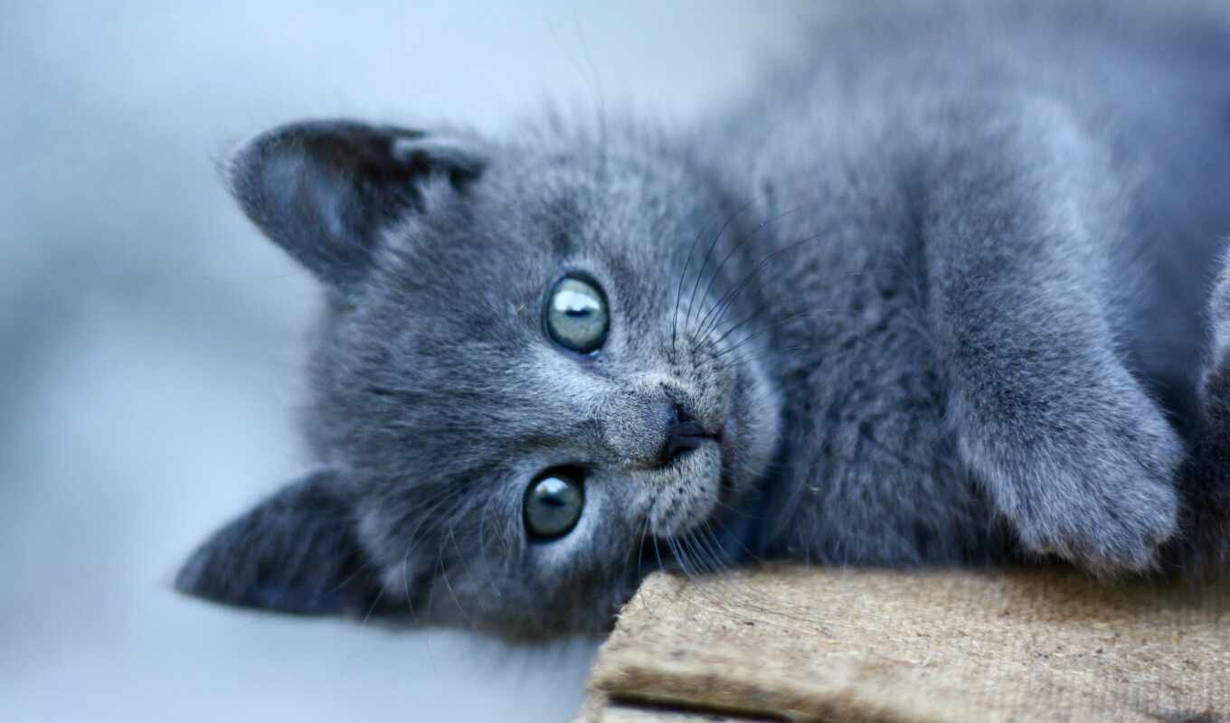 black, blue, взгляд, кот, ecran, animal, fonds, oriental, чаты