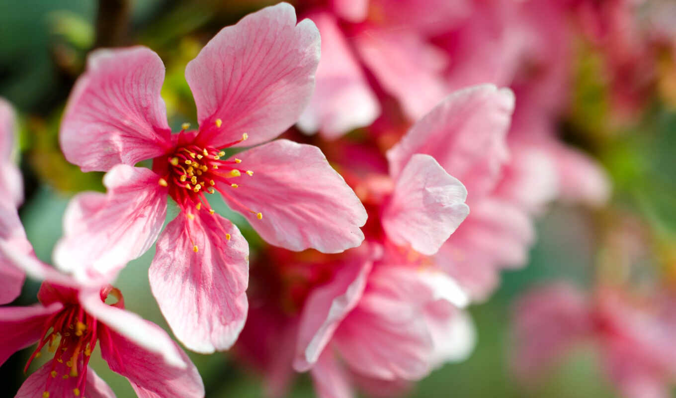 picture, macro, cherry, pink, branch, spring, blossom, cvety, petals
