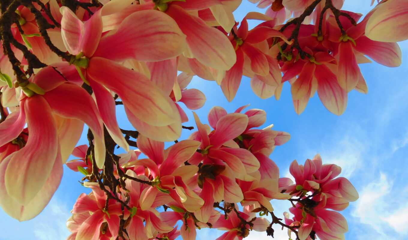 blossom, delivery, magnolia, photo wallpapers, grna