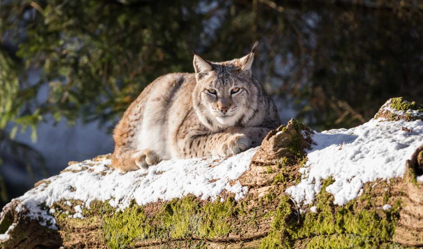picture, snow, cat, log, animal, moss, stay, lynx