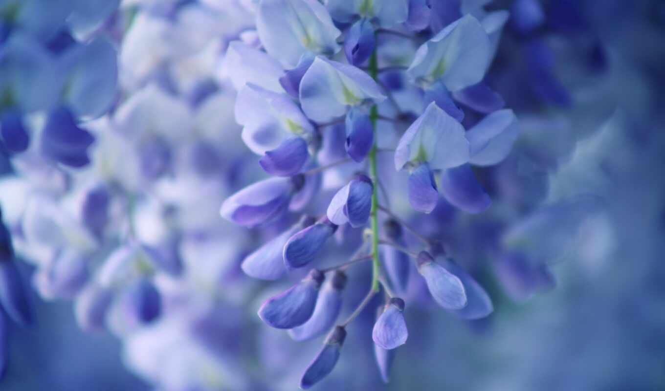 природа, небо, цветы, free, камень, water, добавить, lavender, пожаловаться, wisteria