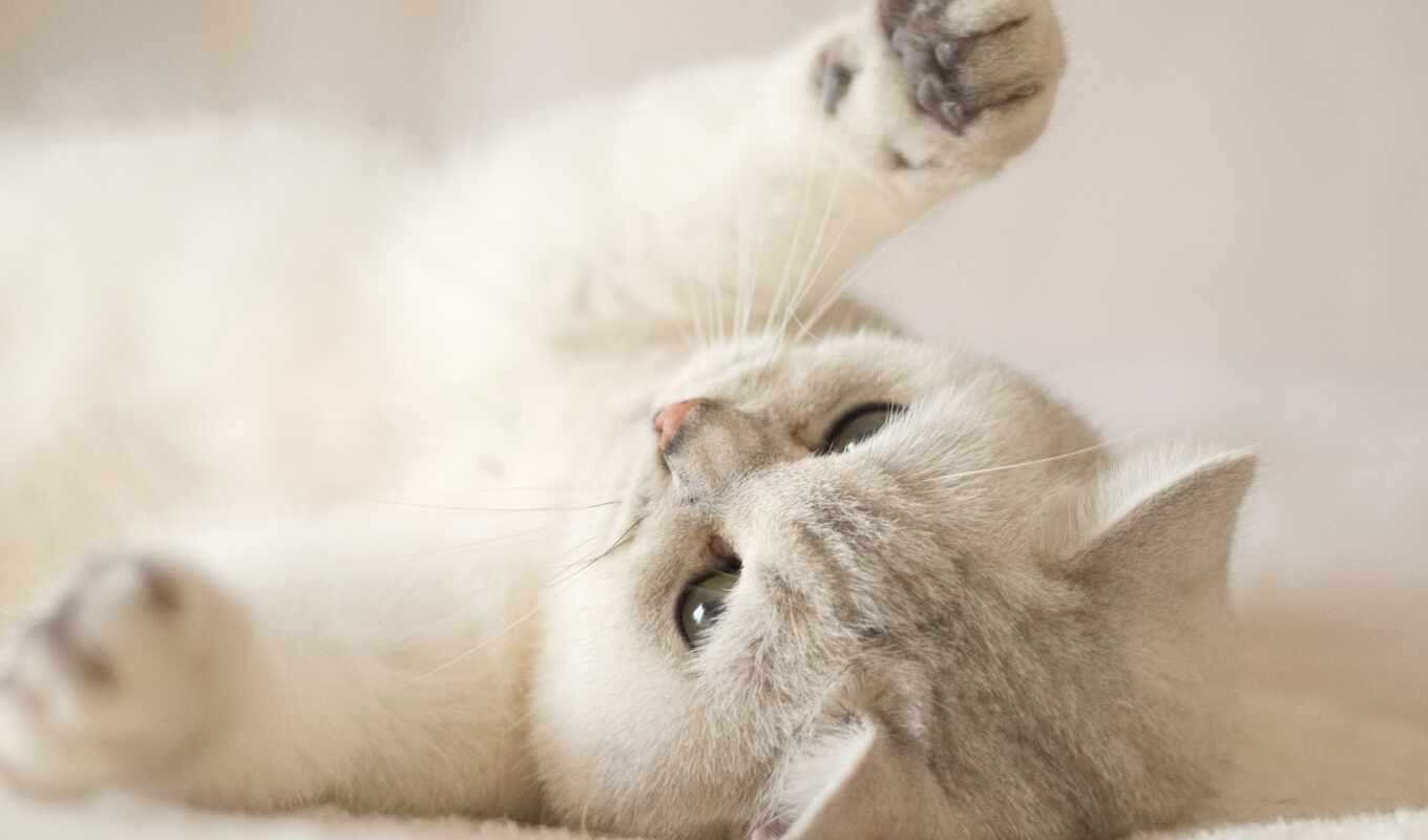 mobile, white, кот, cute, котенок, animal, kitty, kot, available, котик, милый