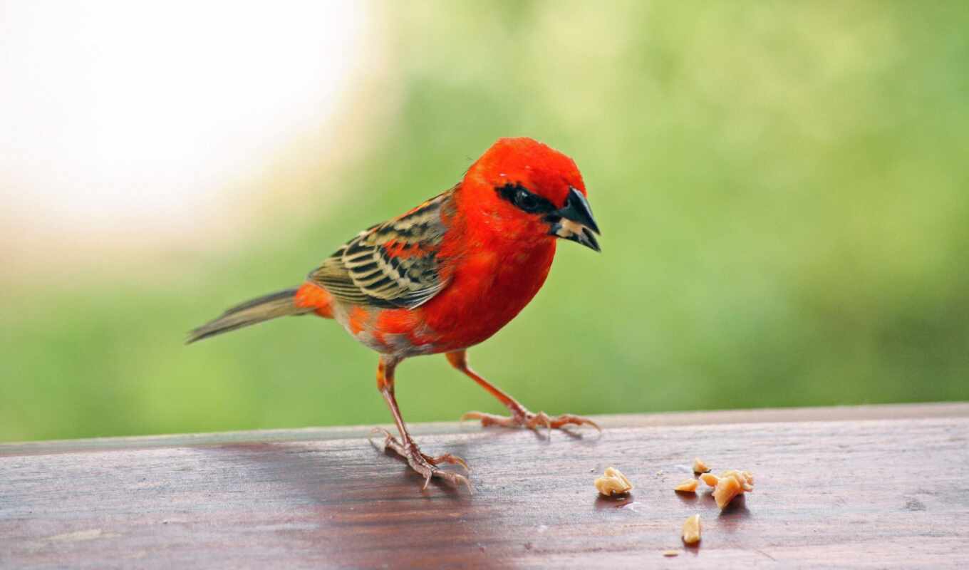 background, red, island, bird, Cardinal, madagascar, common, fud, bird, fody