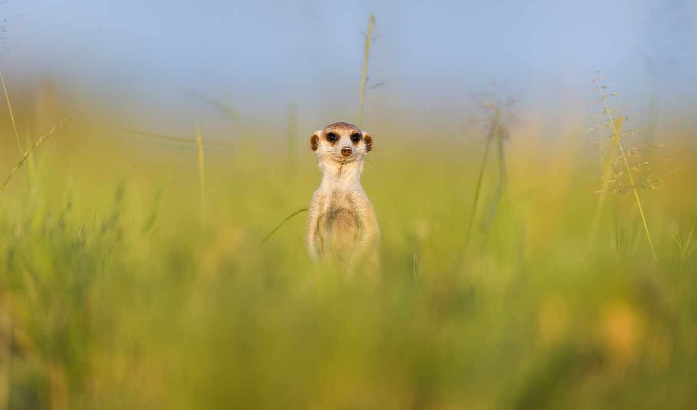 фотограф, дружба, wild, animal, друг, lucas, уилла, между, беррард, surikat