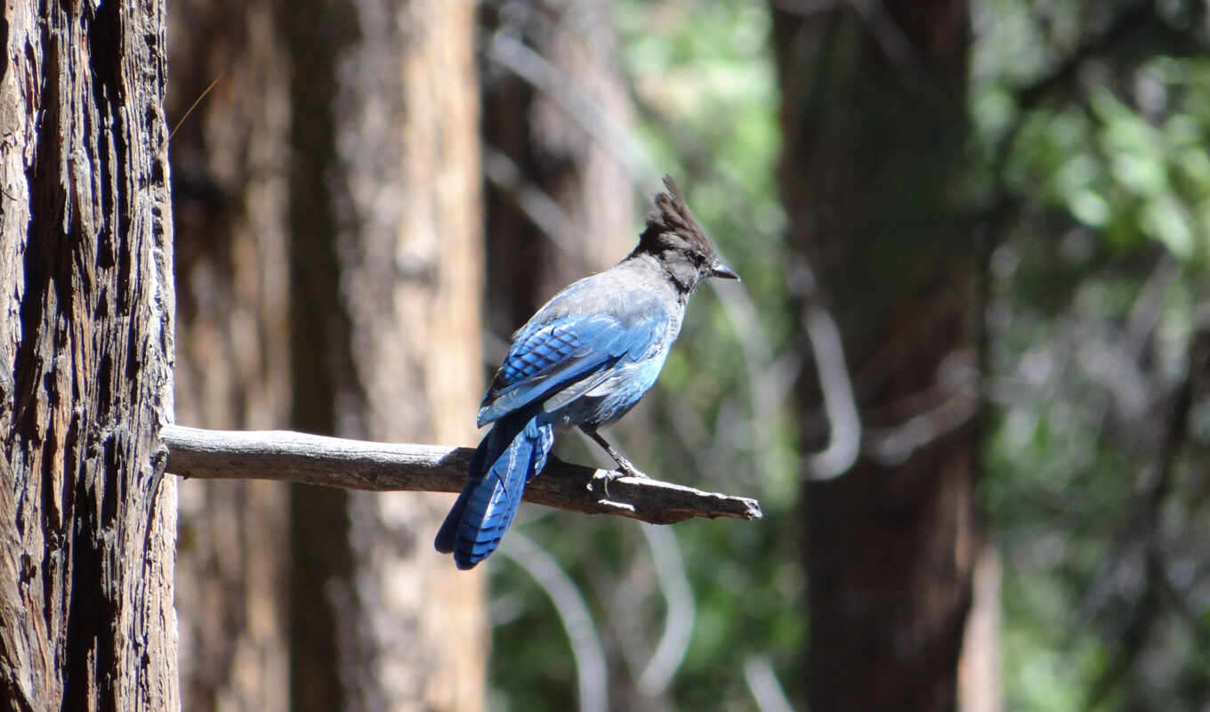 blue, джей, дерево, птица, animal