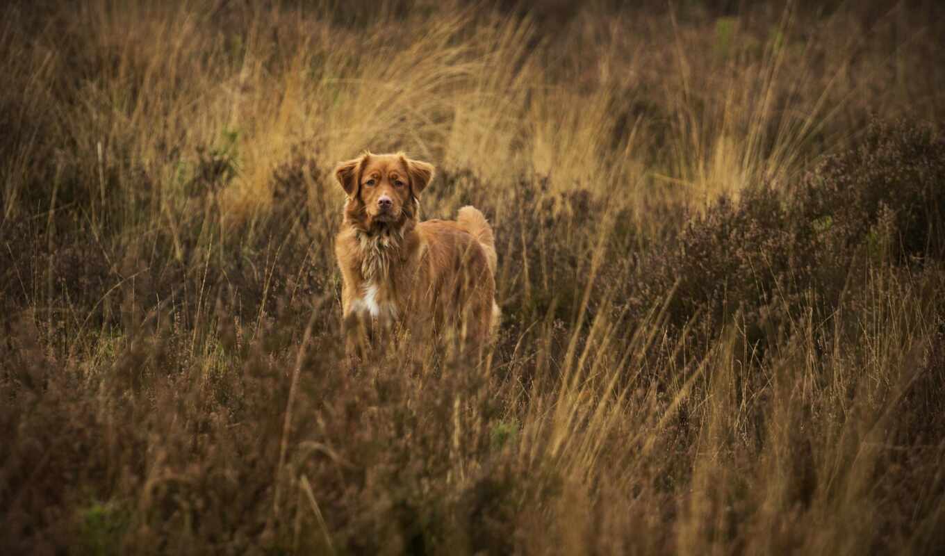 собака, утка, scotia, nova, retriever, количество, млекопитающее