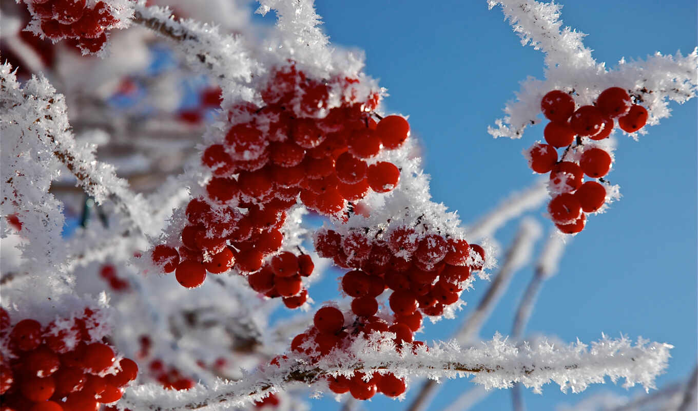 nature, snow, winter, author, snow, embroidery, winter, Oleg, ashberry, alabi
