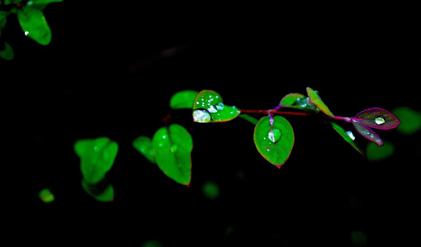 black, green, water, dew, list, nature, leaf, twig, water, branch, a drop