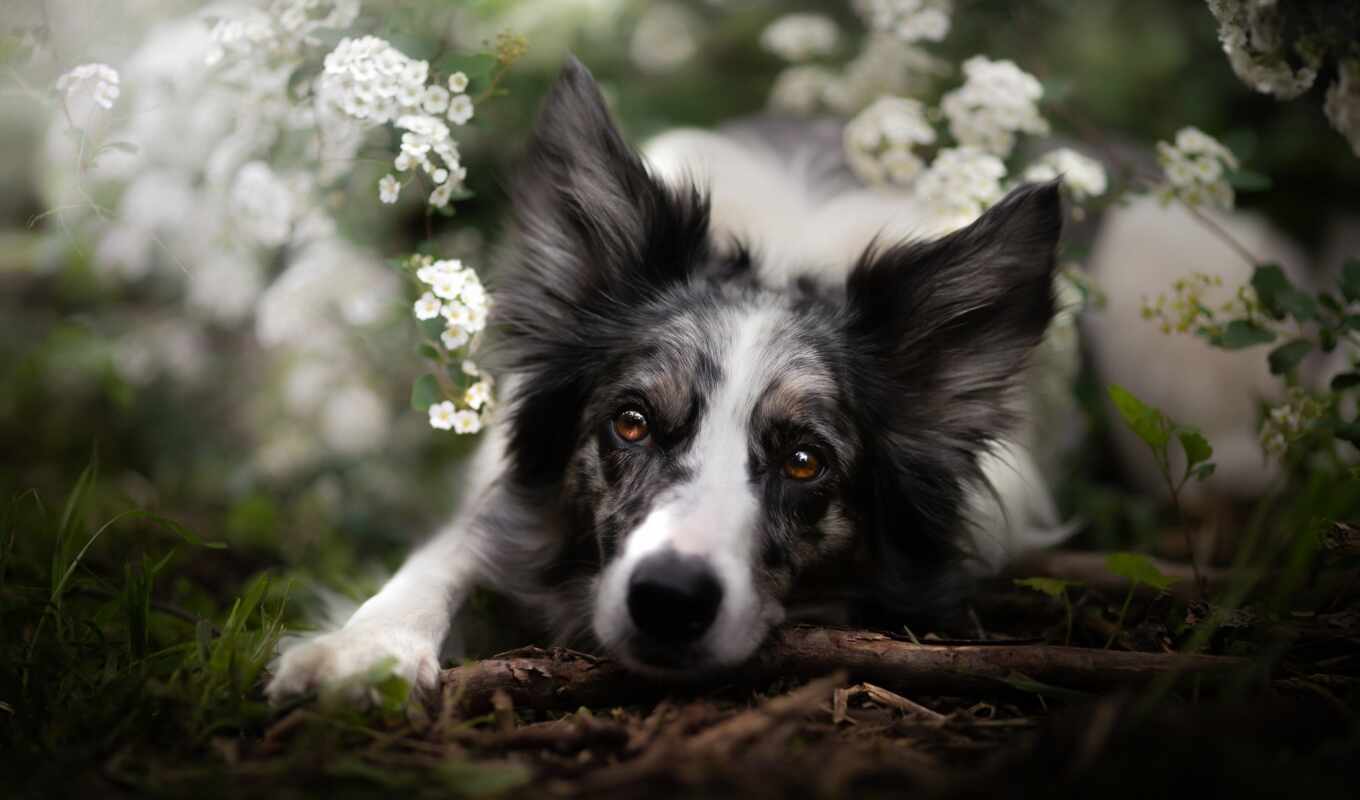 photo, dog, breed, flickriver, screen, fund, border, herd, collie