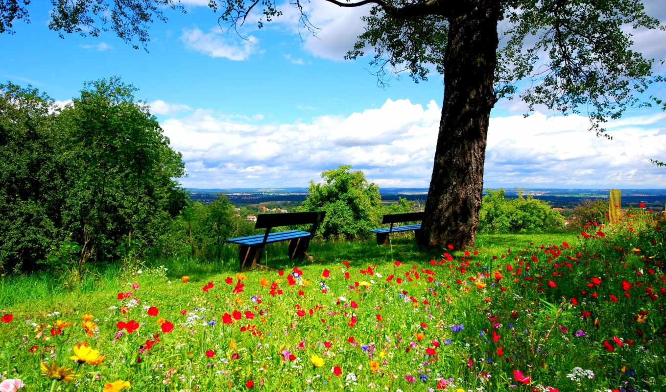 nature, flowers, tree, field, landscape, spring, plant, two, meadow, bench