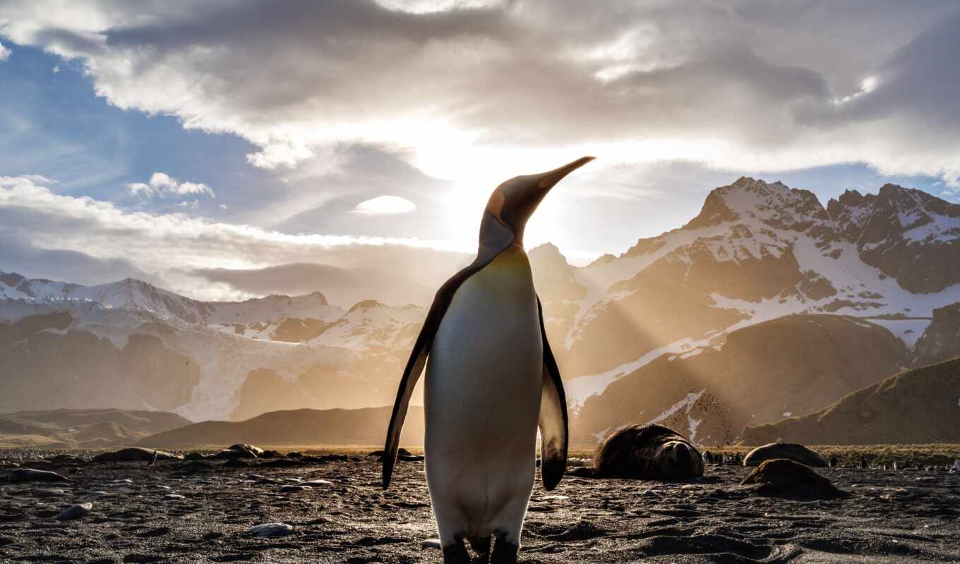пингвин, смотреть, linux