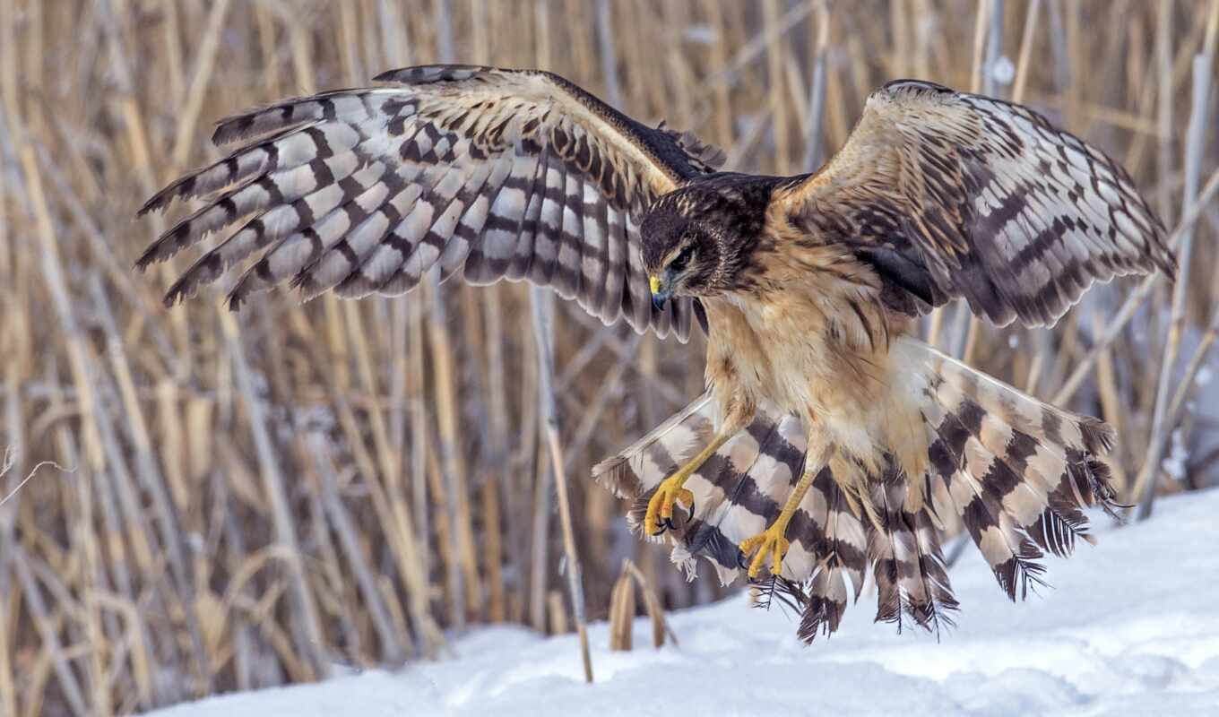 птица, орлан, красивый, hawk